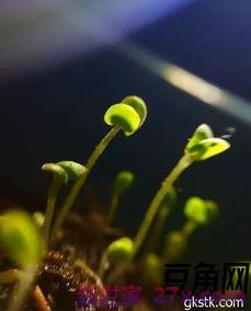 死在发芽的词句 描写植物死而复生的古诗句有什么