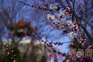 踏春赏杏花词句 三月踏青赏花的诗句