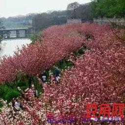 赏花香优美词句 写赏花的优美句子