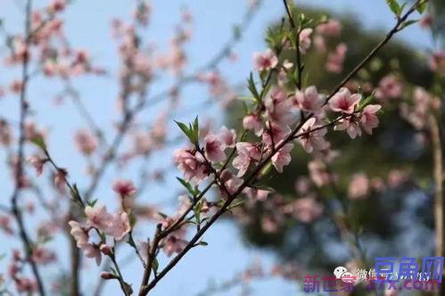 美景配鲜花的词句 形容女人配鲜花的句子