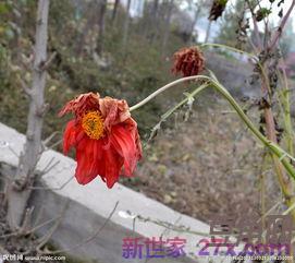 霜打的花词句