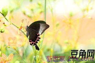 描写蝴蝶在花丛中的优美词句 的蝴蝶在花丛中飞舞的句子