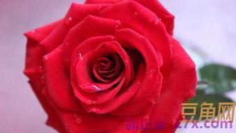 玫瑰花的优美词句 描写玫瑰花的优美句子有哪些