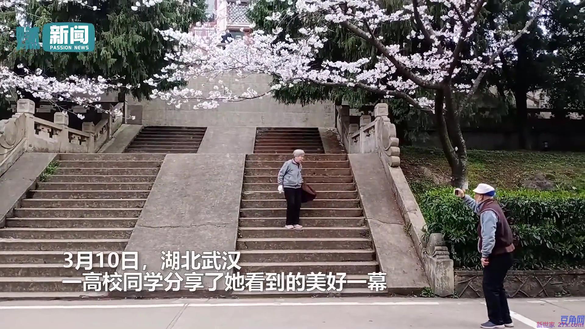 樱花下的情感故事